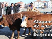 Alaçam'da Çiftçilere 42 Adet Damızlık Düve Dağıtımı yapıldı