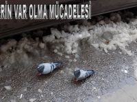 GÜVERCİNLERİN VAR OLMA MÜCADELESİ