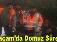 Alaçam'da Domuz Avı