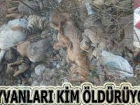 Bafra'da bu hayvanları kim zehirliyor?