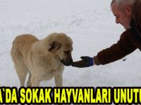 Bafra`da sokak hayvanları unutulmadı