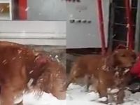 Tüylerine kar biriken köpeğe yardım eli