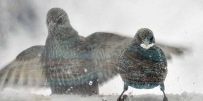 Yiyecek bulamayan kuşlar için yem bıraktılar