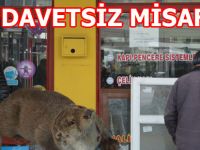 19 MAYIS’TA DAVETSİZ MİSAFİR SANSAR
