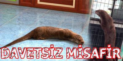 Davetsiz misafiri 19 mayıs belediyesi ağırladı