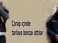 Çorap içinde tarlaya bonzai attları