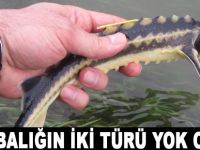 Prof. Dr. Serap Ustaoğlu: Mersin balığının 2 türü yok oldu