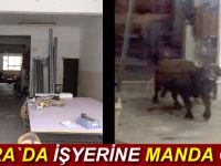 Bafra`da işyerine manda girdi