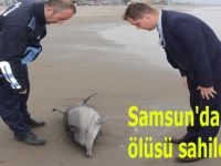 Samsun'da yunus ölüsü sahile vurdu
