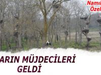 Baharın müjdecisi Leylekler geldi