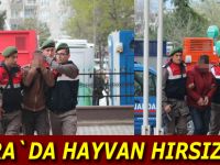 Hayvan hırsızları adliyeye sevk edildi