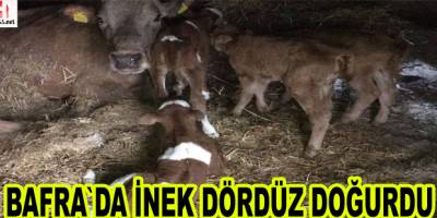 Bafra’da Bir İnek Dördüz Buzağı Dünyaya Getirdi