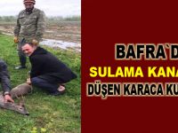 Sulama kanalına düşen karaca kurtarıldı