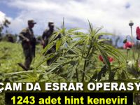 Alaçam`da esrar operasyonu