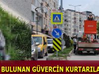 Asılı bulunan güvercin kurtarılamadı