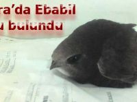 Bafra’da Ebabil Kuşu bulundu