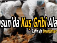 Bafra’da Kuş Gribine Önlem Denetimleri