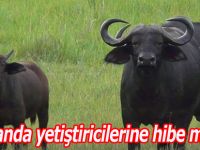 Manda yetiştiricilerine hibe müjdesi