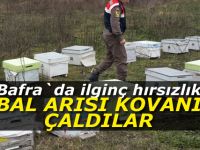 Bafra`da bal arısı kovanı hırsızları yakalandı