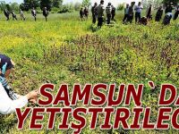 Samsun`da salep orkidesi yetiştirme çalışmaları