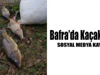 Bafra'da Kaçak Avcılık