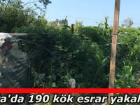 Bafra'da 190 kök esrar yakalandı