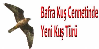 Bafra Kuş Cennetinde Yeni Kuş Türü