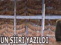 Bafra Tütününün Şiiri Yazıldı