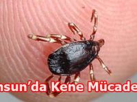 Samsun'da kene mücadelesi