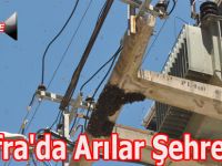 Bafra'da Arılar Şehre İndi