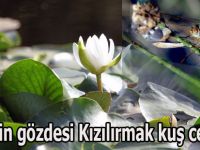Turizmin gözdesi Kızılırmak kuş cenneti