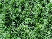 Ladik ilçesinde Hint keneviri