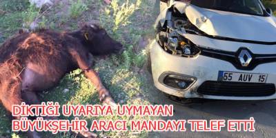 Büyükşehirin Aracı  Mandaya Çarptı