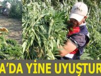 Bafra'da yine uyuşturucu