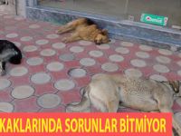 BAFRA' DA DİLENCİ VE BAŞIBOŞ KÖPEK SORUNU DEVAM EDİYOR