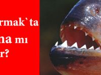 Kızılırmak`ta 'pirana' mı var?