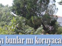Doğayı bunlar mı koruyacak?