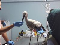 Yaralı leylek tedavi edildi