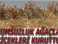 Ektikleri yeşili sulamayı unutunca!