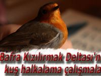 Bafra Kızılırmak Deltası'nda kuş halkalama çalışmaları