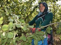 Fındık hasadı başladı