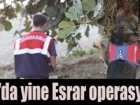 Bafra'da yine Esrar operasyonu