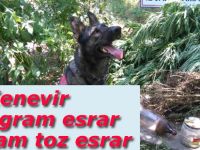 Bafra Adaköy'de uyuşturucu 1 kişi tutuklandı