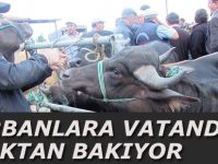 Kurban Fiyatlarında Rakamlar Fırladı Vatandaş Pazara Gitmiyor