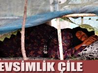 Mevsimlik çile Fındık işcileri