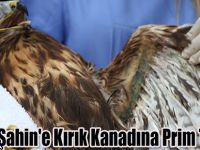 Kızıl Şahin'e Kırık Kanadına Prim Taktılar