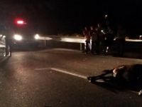 Yola çıkan inek kazaya sebep oldu