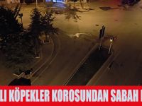 İSHAKILI KÖPEKLER KOROSUNDAN SABAH KONSERİ !
