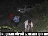 Önüne Çıkan Köpeği Ezmemek İçin Irmağa Uçtu