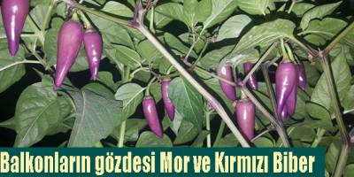 Balkonların gözdesi Mor ve Kırmızı Biber